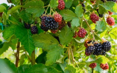 Dal campo al cono: i frutti di bosco dell’Azienda Agricola Valletti nel nostro gelato naturale